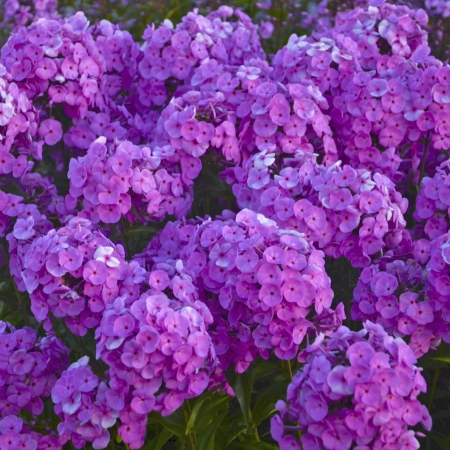 Hybrid Phlox - Zehr's on the Lake