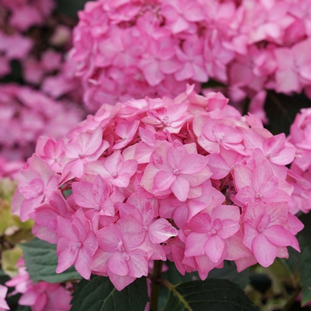 Reblooming Mountain Hydrangea - Zehr's on the Lake