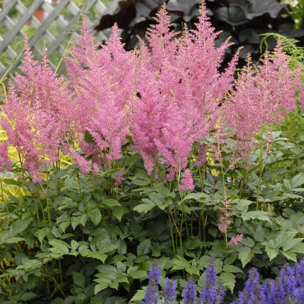 Japanese Astilbe - Zehr's on the Lake