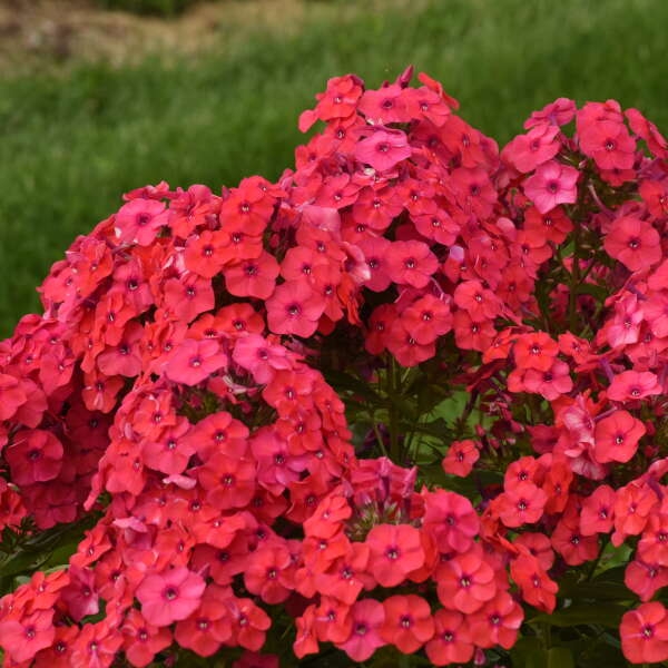 Hybrid Phlox - Zehr's on the Lake