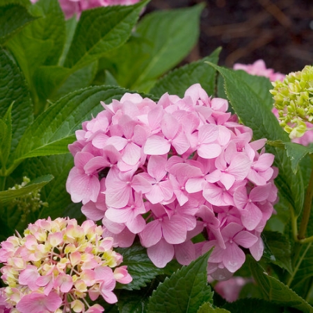 Reblooming Bigleaf Hydrangea - Zehr's on the Lake